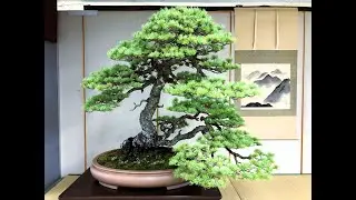 3rd SUIRYOKU BONSAI EXHIBITION ・第3回翠緑盆栽展 2024