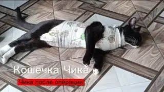 Кошечка Чика после стерилизации