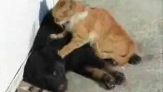 Kitty Massage