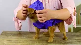 Дождевик-плащ для собаки 
