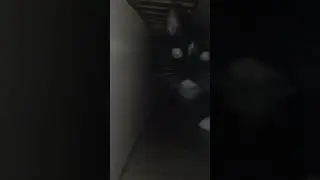 кит