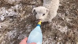 Castration of rams. Rescued a lamb 🐑