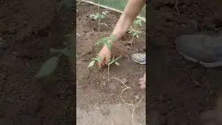 Как подвязывать помидоры? 🍅🍅🍅 