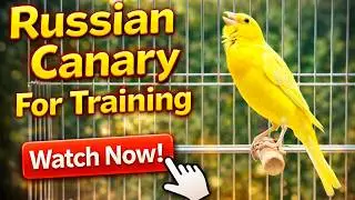 Canary 's song for training russian canary singing competition