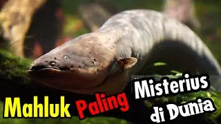 Belut Listrik: |Dinobatkan sebagai mahluk paling misterius di Dunia|#belut #belutlistrik #satwa