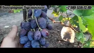 НОВИНКА !!! ГФ. Винограда ВИКОНТ (Калугин В.М.).