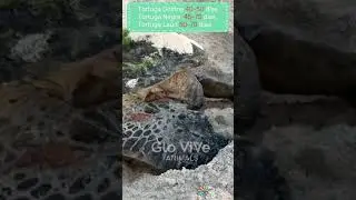 🟢 Así es como nacen las Tortugas Marinas