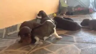 Filhotes aprendendo a andar