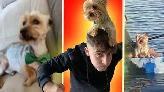 Así Es Como Mi Perro Se Volvió Leyenda