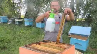 Обработка щавелевой кислотой пчел осенью.
