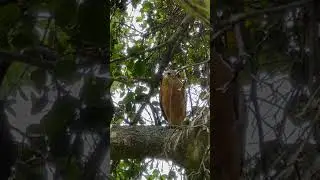 Falcon eating snake 🐍 2023 nature is the best!