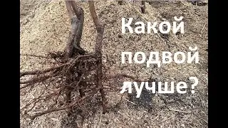Вся правда о подвое. Это должен знать каждый садовод!