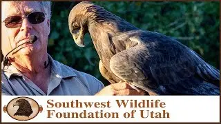 Questions about Eagles, Scout & Martin