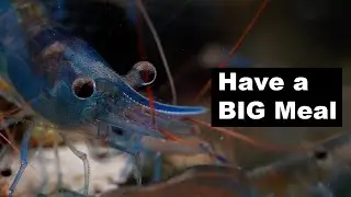 Feeding Sulawesi Shrimps | Fibrous Feed | Sulawesi Shrimps | Rabbit Snails | 4K