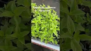 Мой питомник растений