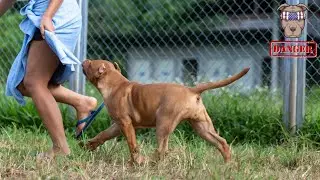 Why Pitbull bites like this? #doglover #dogbarking #pitbulldog #pitbull