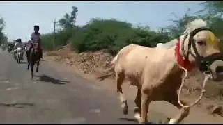 Funny Horse Riding In India Viral Pantti 2019