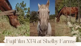 A Therapeutic Journey Through Shelby Farms Park | Fujifilm XT4 & 16-55mm Lens