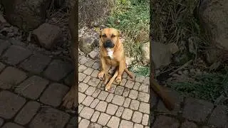 СИЖУ КАК УДОБНО🤣 #dog #staff #animal #family #fanny #котопес
