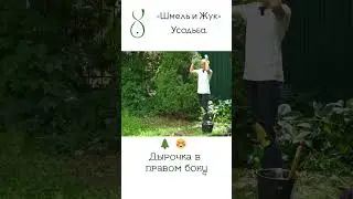 Туя стрижка и обрезка и формировка
