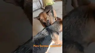 German shepherd dogs leo and nora ❣️❣️#ritikdogkennel #shortfeed #doglover #shorts