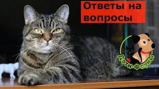10.10.20 Ветеринар Сергей и кот Сэмыч отвечают на вопросы о кошках и собаках
