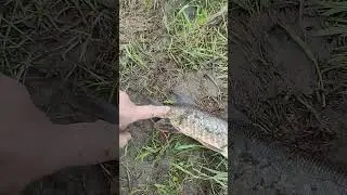 Протока и масса щуки