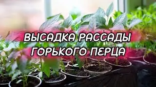 Высадка рассады горького перца🌶