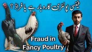 Fancy Poultry Business or Fraud | Oh Shamo Chickens | Business failure