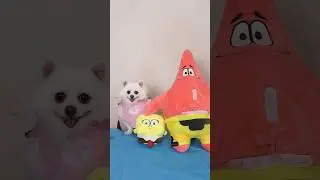 Who is Patrick Star’s husband?#nico #dog #funny #smartnico #cute
