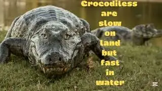 7 Thing you Didn't Know About Crocodiles