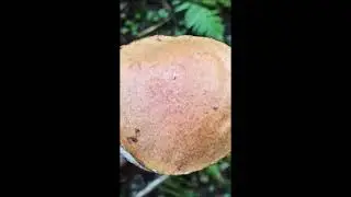ТИХАЯ ОХОТА