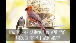How to Keep Cardinals in Your Yard Through the Fall and Winter