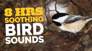 Bird Sounds for Relaxation - Say Goodbye to Stress and Insomnia 