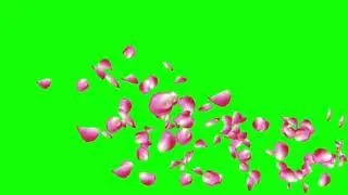 Rose petals flowing animation green screen