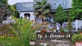 Episode 3: Palm Garden in Ålesund, Norway - Jubaea, Trachycarpus, Phoenix canariensis, Washingtonia