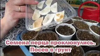 Посев пророщенных семян перцев