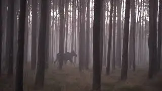 Łoś w Puszczy Bolimowskiej