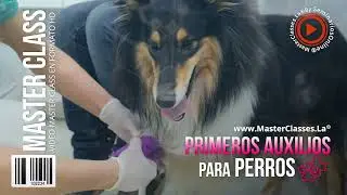 Primeros Auxilios para Perros