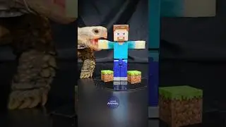 Minecraft ASMR Mukbang Eating Steve 🐢 Turtle Tortoise
