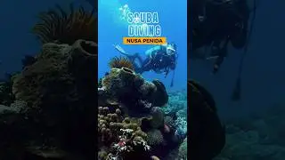 Scuba Diving in Nusa Penida #nusapenida #bali #diving #scubadiving #indonesia