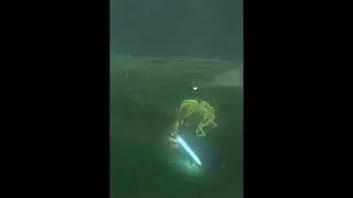 Stalkoblins fight for you