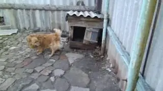 Собака догоняет свой хвост. Dog.