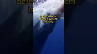 How Sperm Whales Outsmart Killer Whales! The Ultimate Defence: Explosive Diarrhea