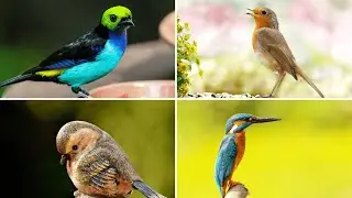 Birds Name | Learn Bird Names in English | Kids Vocabulary | English Educational Video 