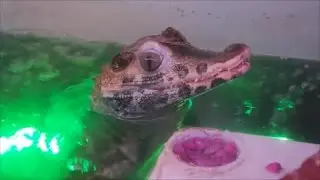 Dwarf caiman (Sobek) feed time! (WARNING, live feed)