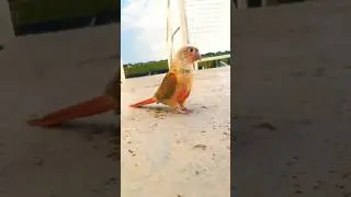 Lovely day with me #bird #parrot #shortviral