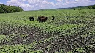 Кабанчики на поле