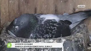 AYDIN ATAMANA GÖRE DAMIZLIK GÜVERCİN NASIL YETİŞTİRİLMELİ VE DAMIZLIK GÜVERCİN KÜMESİ NASIL OLMALI ?