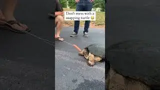 Snapping Turtle